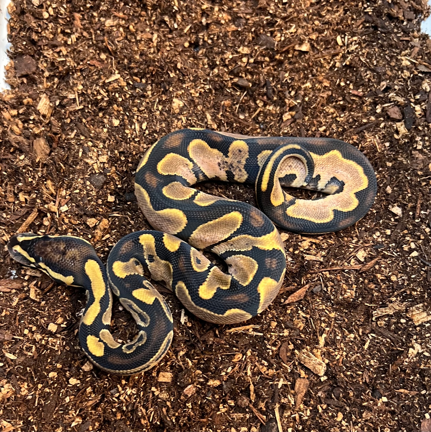Sugar 100% Het Sunset Ball Python by Captive Bred Specialties - MorphMarket