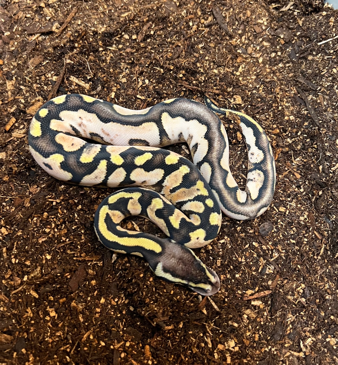 Sugar Pastel 100% Het Sunset Ball Python by Captive Bred Specialties ...