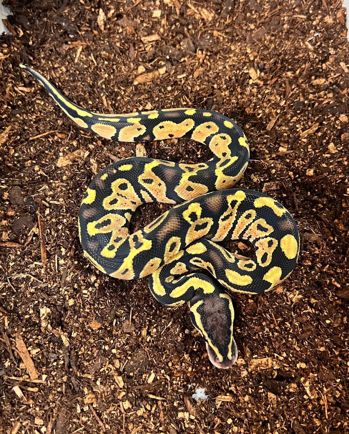 Pastel 100% Het Sunset Ball Python by Captive Bred Specialties ...