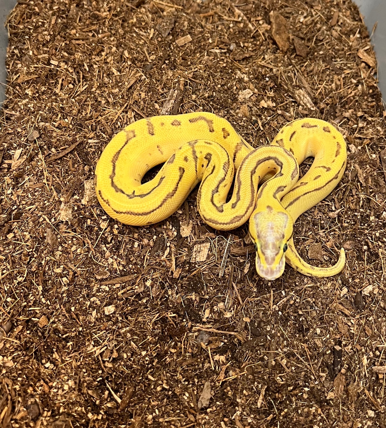 Pastel Pinstripe Enchi Disco 66% Het Rainbow Ball Python by Captive ...