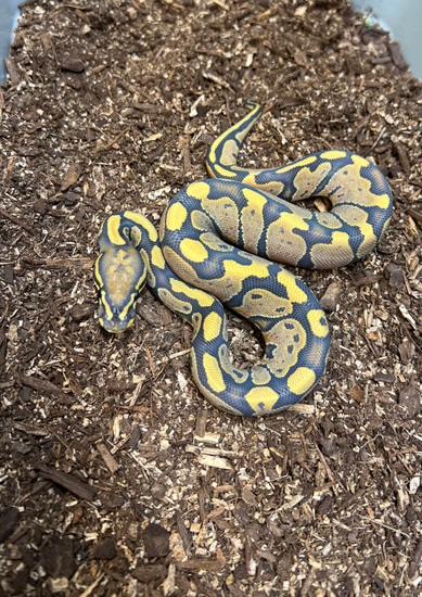 Ghost 66% Het Sunset Ball Python by Captive Bred Specialties