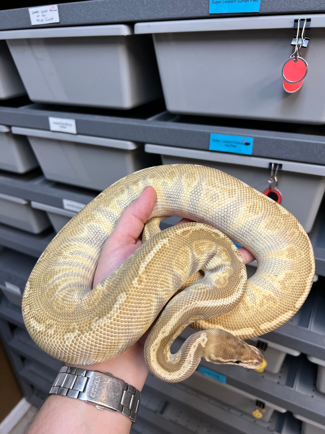 Butter Sunset Ball Python by Captive Bred Specialties - MorphMarket