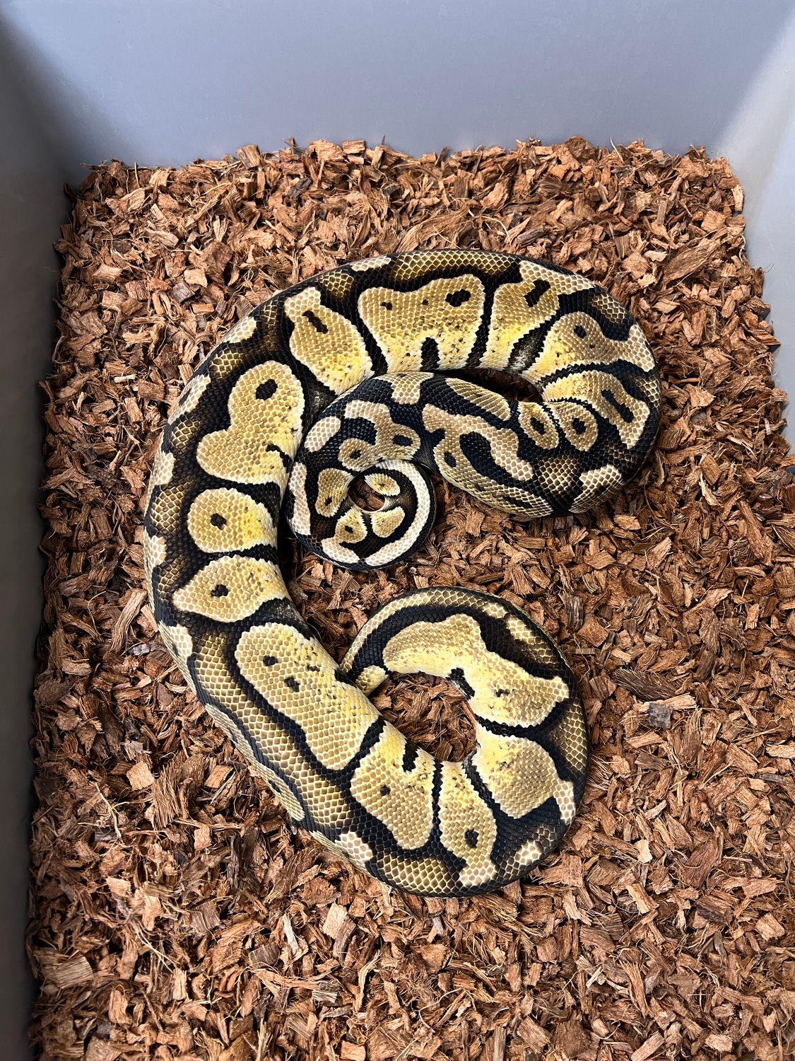 Pastel 100% Het Sunset Ball Python by Captive Bred Specialties ...