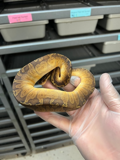 Sunset Ball Python by Captive Bred Specialties