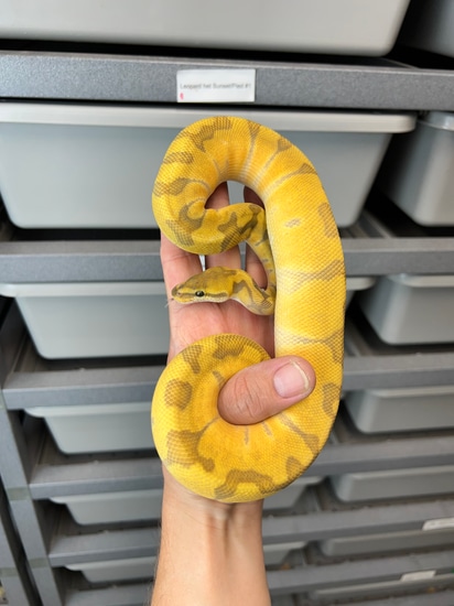 Super Enchi Sunset Hypo Ball Python by Captive Bred Specialties
