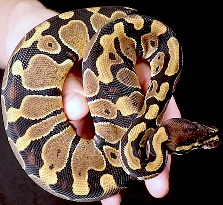 Het Albino Het Pied Female (Peek-a-Boo) Ball Python by Chris Hardwick ...