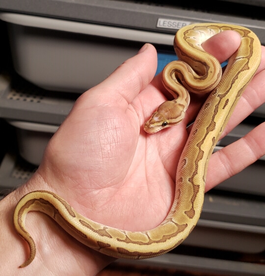 'Cheesecake', Lesser Pinstripe Scaleless Head Male Ball Python by Chris ...