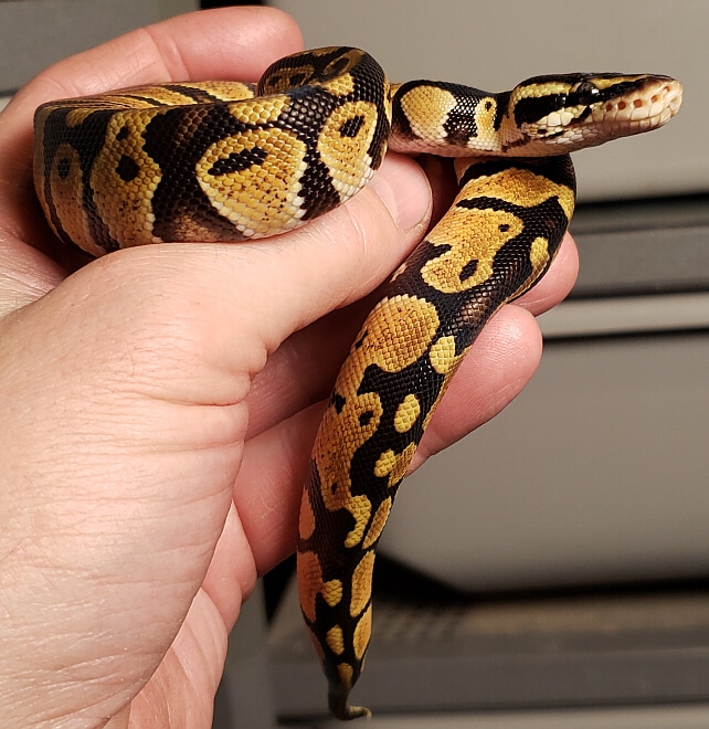 'Willy', Pastel 100% Het Desert Ghost Ball Python by Chris Hardwick ...