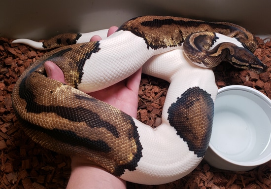 Ready To Breed Pied Female! Ball Python by Chris Hardwick Reptiles