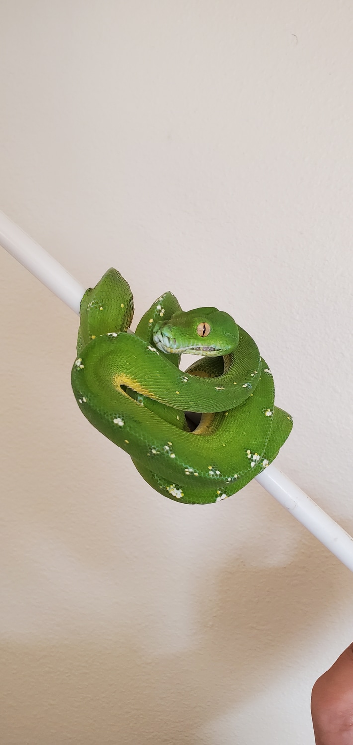 Cyclops Mountain Green Tree Python by Gatsby Reptiles - MorphMarket