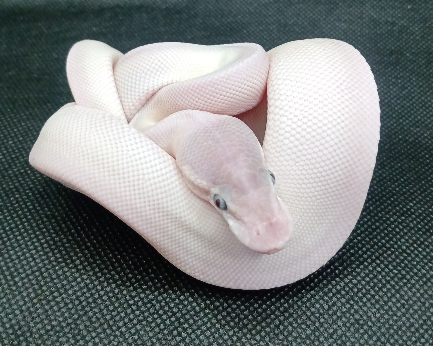 Super Mojave Ball Python by CJC Exotics - MorphMarket