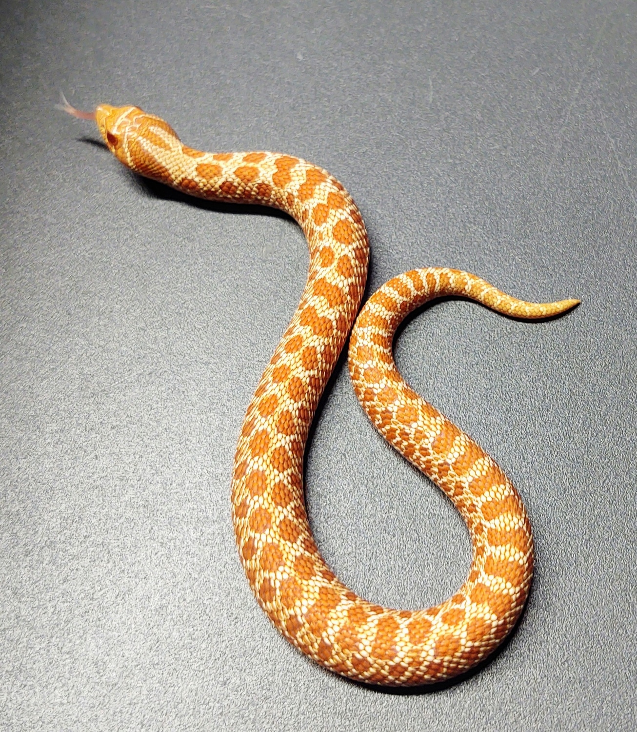 Albino Western Hognose by CJC Exotics MorphMarket