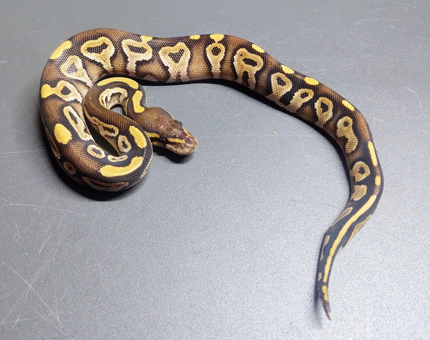 Mojave Possible Gold Blush Ball Python by CJC Exotics MorphMarket