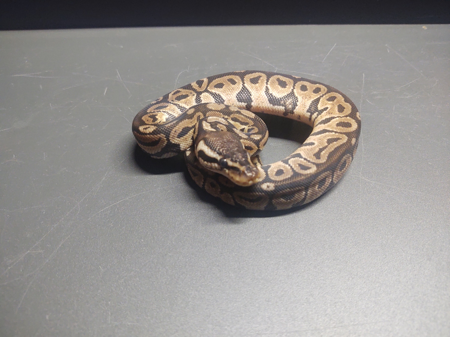 Pastel Het Red Axanthic Ball Python by CJC Exotics - MorphMarket