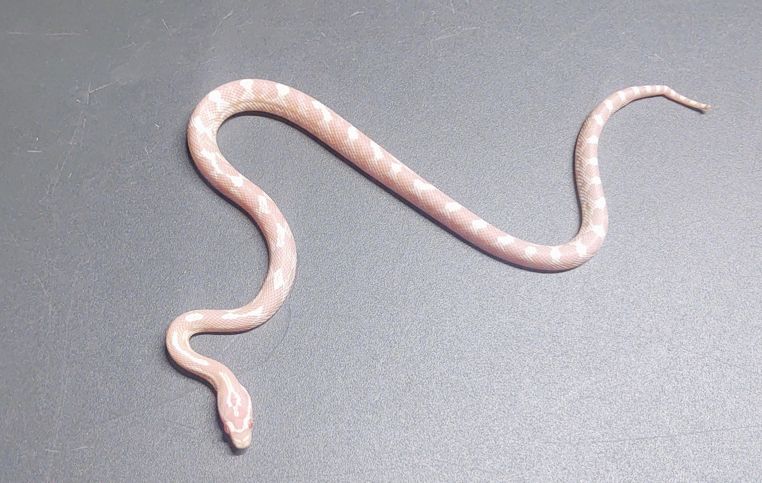 Snow Het Hypo Possible Het Stripe/Motley *Kinked Tail* Corn Snake by