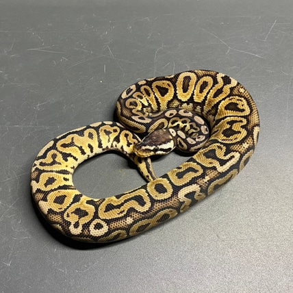 King Louie Ball Python