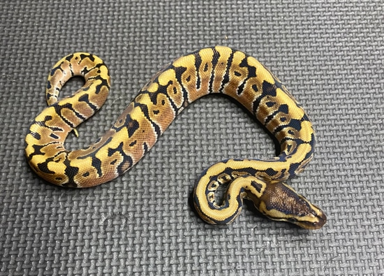 Hidden Gene Woma Fire Ball Python by CJC Exotics, LLC