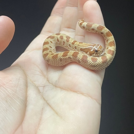 Purple Conda Het Axanthic Pos PPA Western Hognose