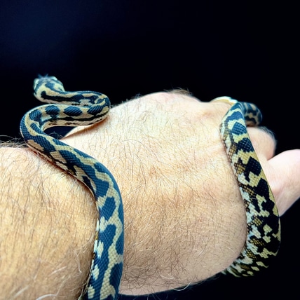 POS Caramel Het Snow Carpet Python Coastal Carpet Python