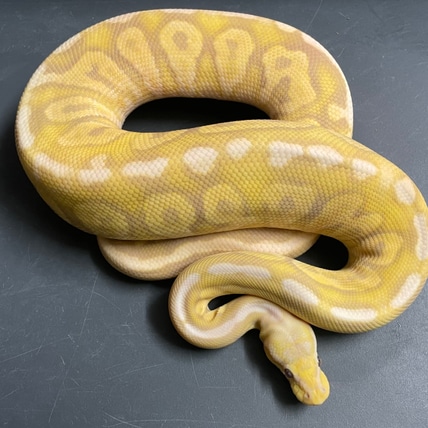 Black Pewter Candino Ball Python