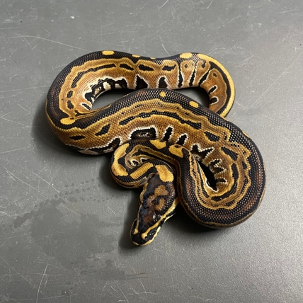 Het Red Axanthic Puzzleback Ball Python
