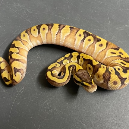 Pastel Stranger Mochi Ball Python