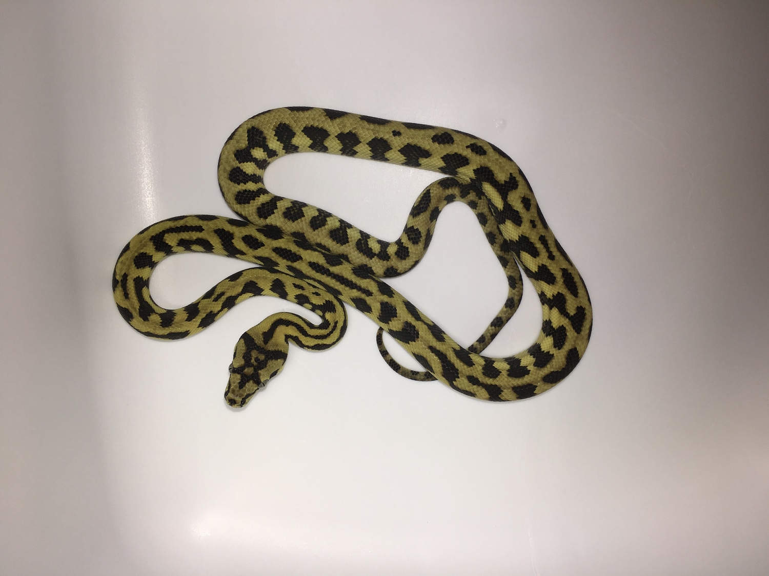Jungle Jaguar Carpet Python Other Carpet Python by Cedar Creek ...