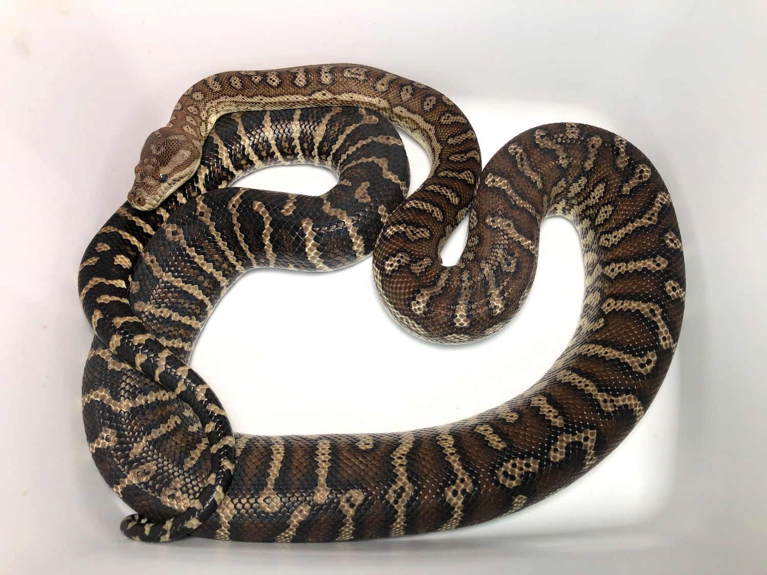 Bredli- Adult Male Centralian Carpet Python by Cedar Creek Constrictors ...