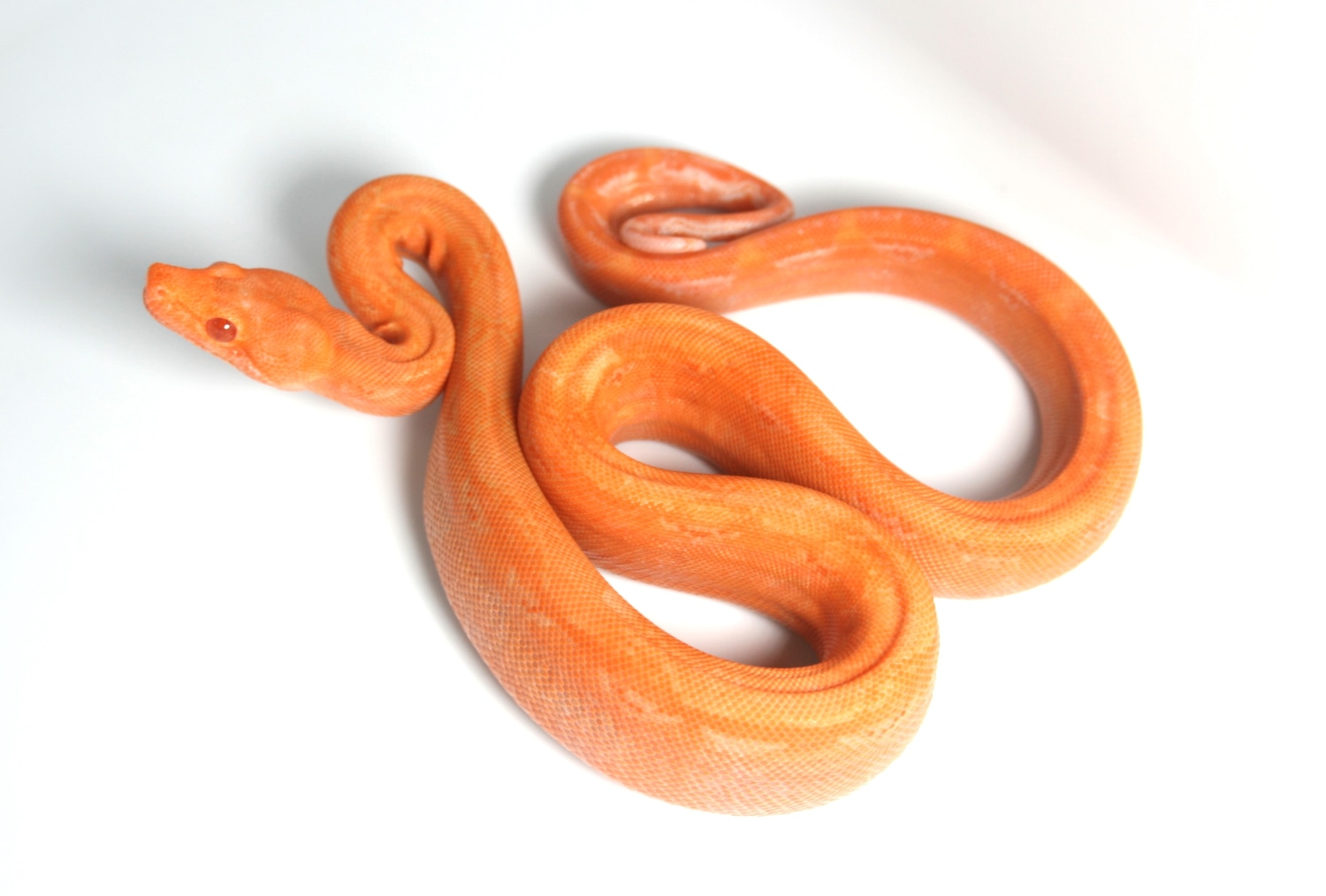 Red Dragon Boa Constrictor by Cedar Creek Constrictors, LLC MorphMarket