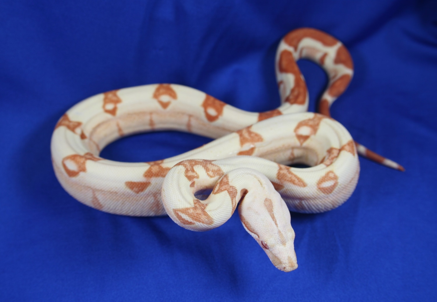 Sunglow Boa Constrictor by Cedar Creek Constrictors, LLC MorphMarket