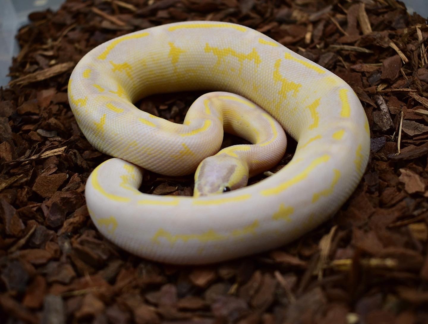 Banana Pastel Highway Poss Super Pastel Ball Python by ...