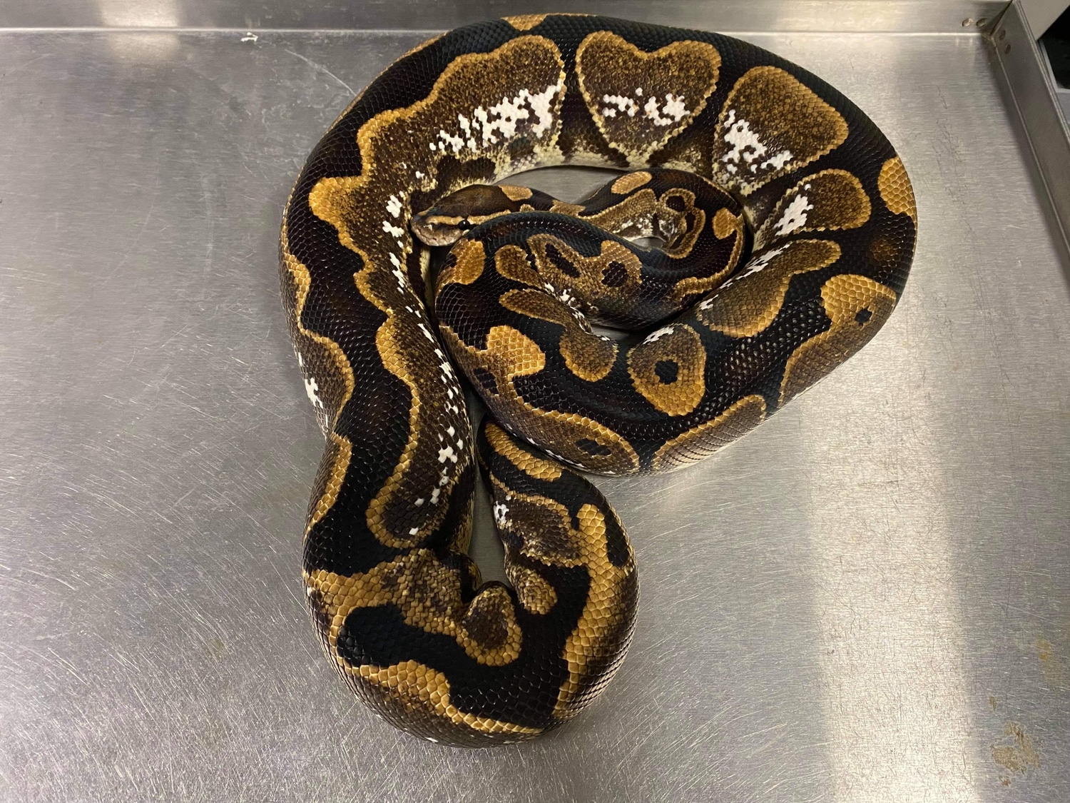 Sugar Ball Python by Central City Serpents - MorphMarket