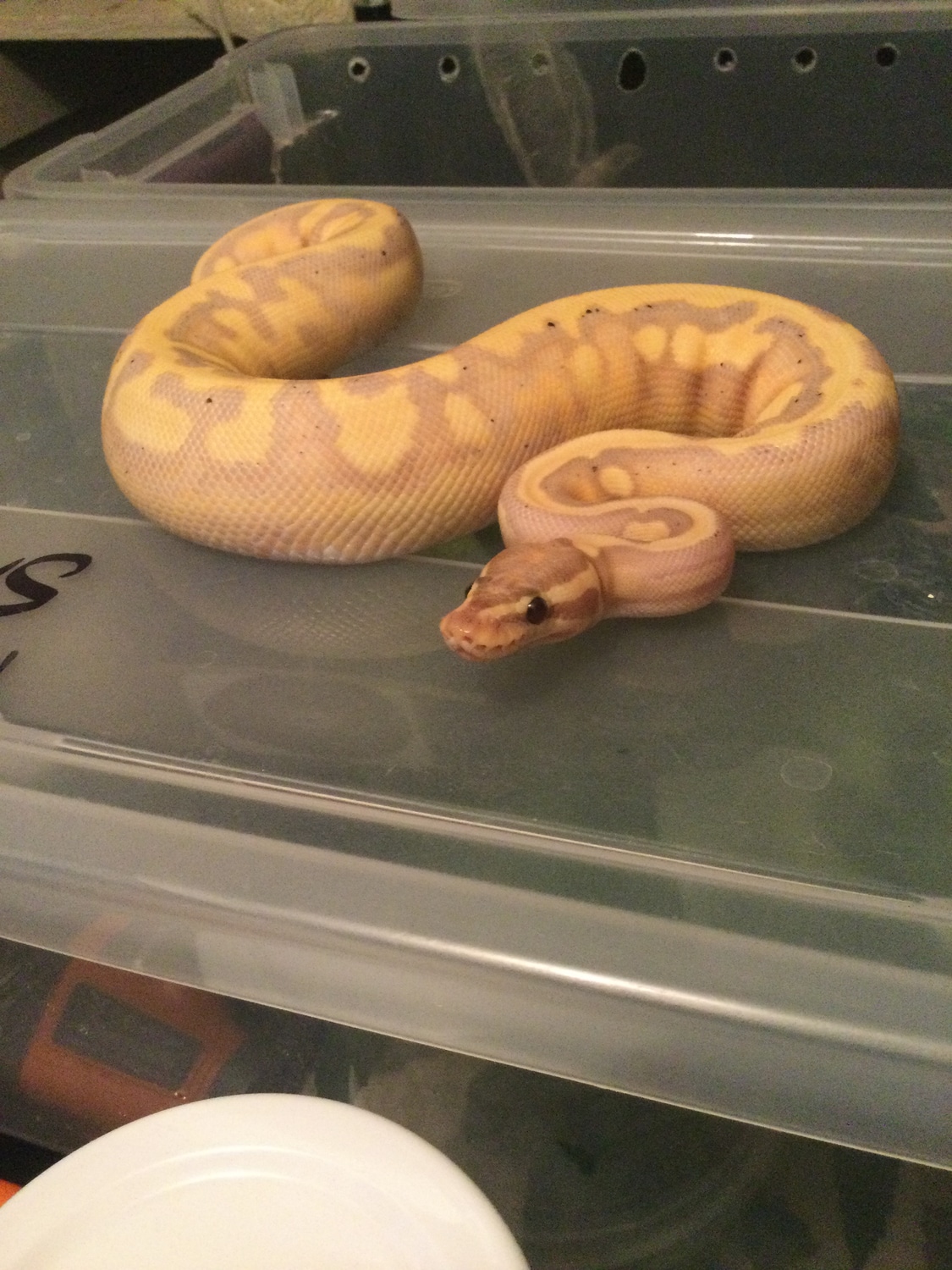 Banana Enchi Pied Ball Python by Buckeye State Balls MorphMarket