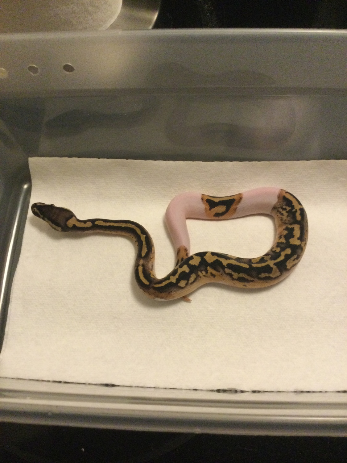 Pastel Pied Ball Python by Buckeye State Balls - MorphMarket