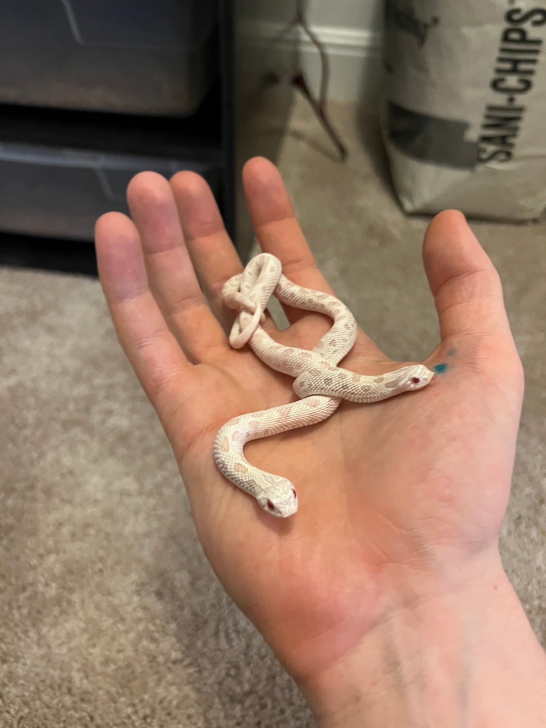 Yeti Pair Western Hognose by Snakes_and_shit MorphMarket