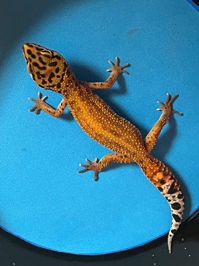 GECKO ゲッコー カホン PXL_20220604_225112407_1200x12