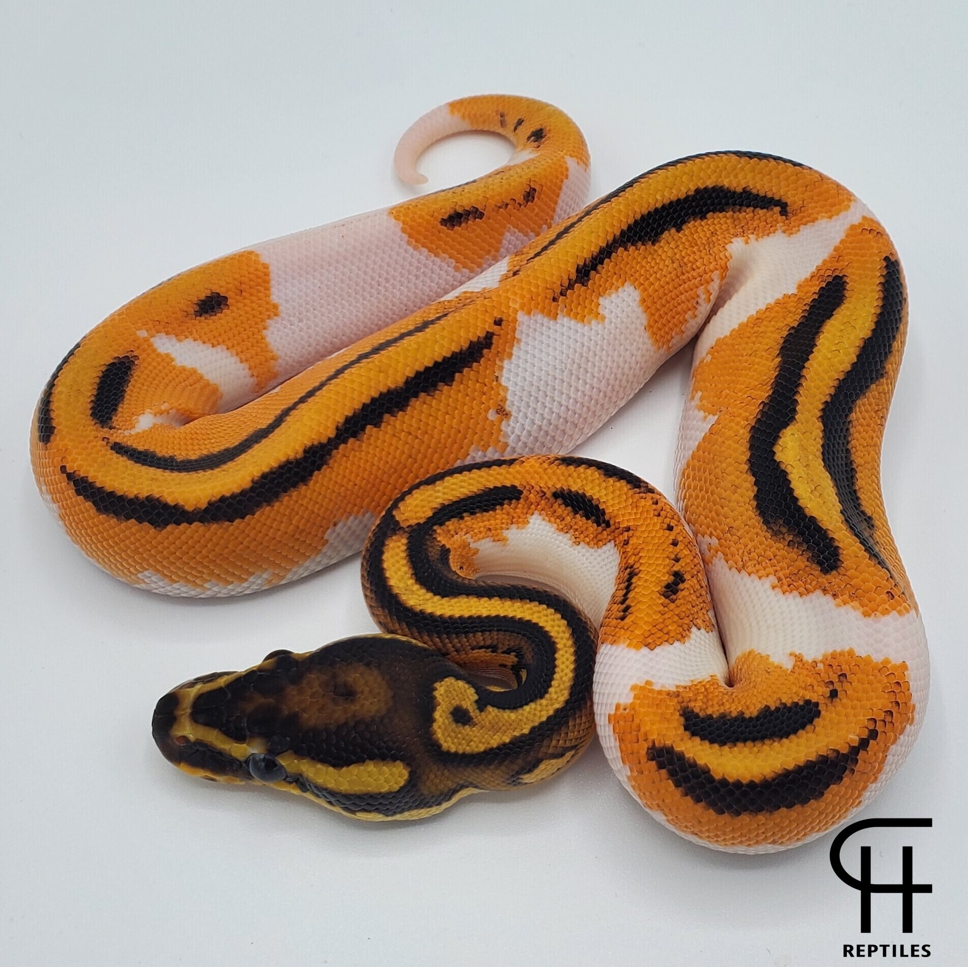 Super Orange Dream Yellow Belly Piebald 66% Het Lavender