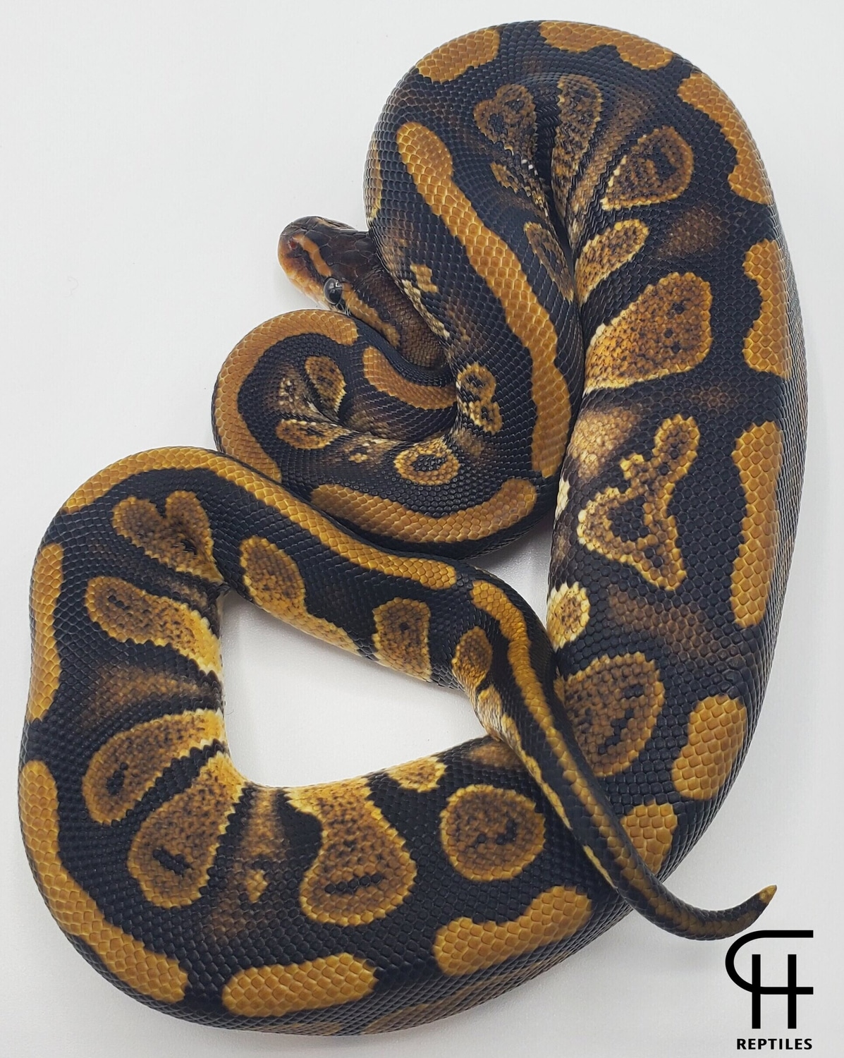 Stranger Ball Python by CH Reptiles LLC - MorphMarket