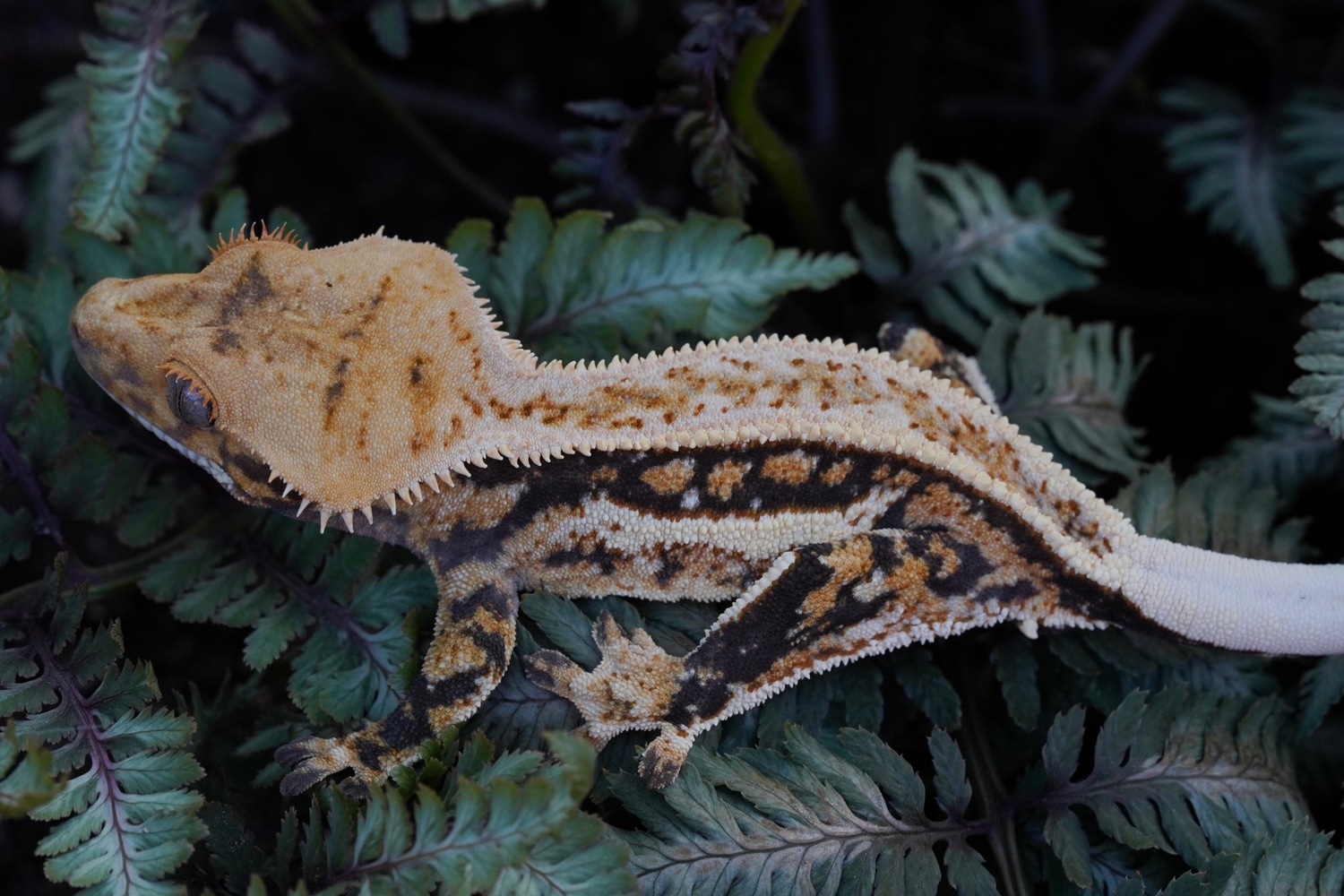 FREE SHIP *Holdback Release* Thick Quadstripe Crested Gecko by