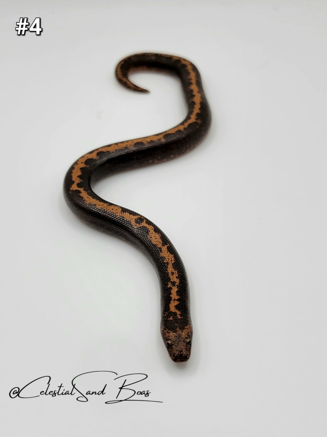 Stripe Het Paint Het Anery Kenyan Sand Boa by Celestial Sand Boas