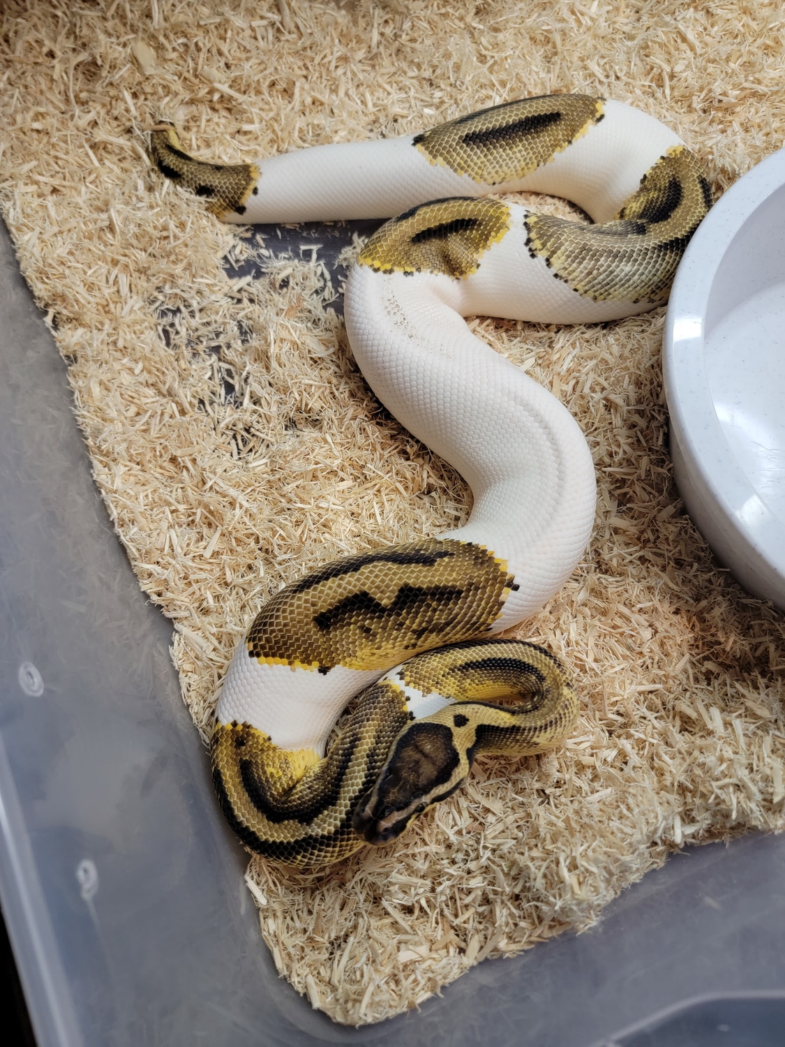 Pastel Pied Ball Python by O'Cleirigh's Exotic - MorphMarket