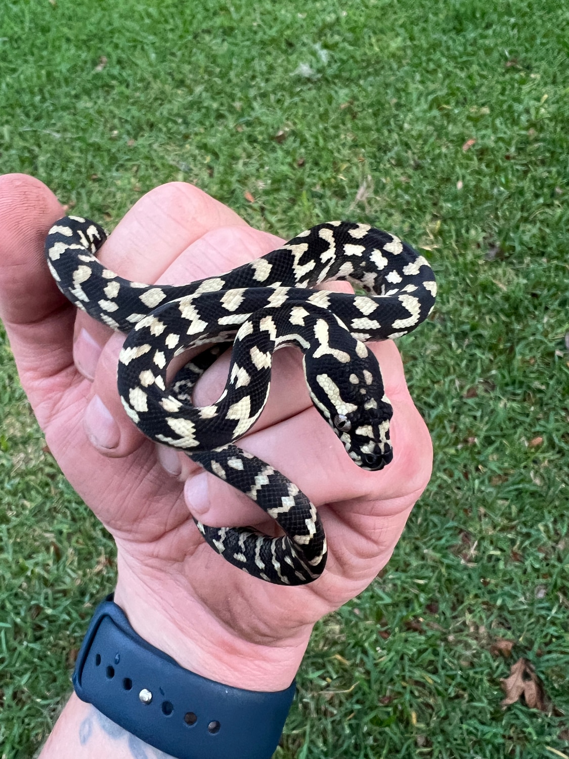 Jungle Carpet Python by Tampa Snakes MorphMarket