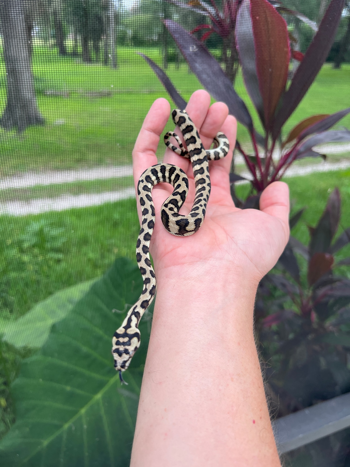 2023 Gamma Diamond Jag Male DJJ Jungle Carpet Python by Tampa Snakes