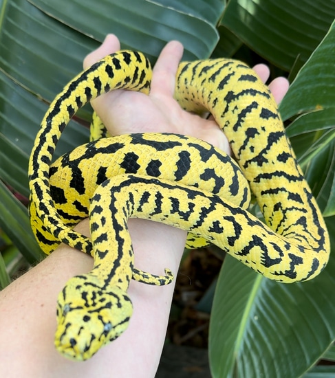 2019 Neon-line Zebra Diamond Jungle Jag Female Jungle Carpet Python by ...