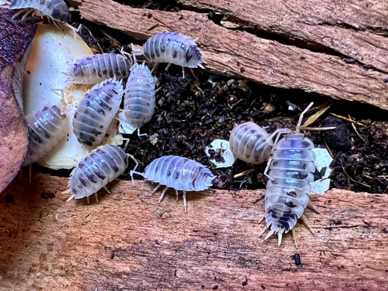 Cow Gecko Dairy Cow Isopods: Porcellio Laevis by Many Geckos