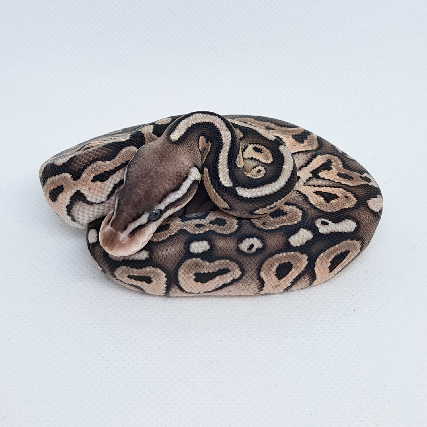 Pewter (Pastel Cinnamon) Ball Python by Center Ridge Reptiles - MorphMarket