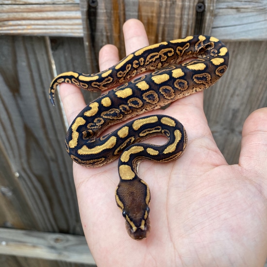 Black Pastel Yellow Belly Red Stripe Het Clown 50% Het Hypo Ball Python ...