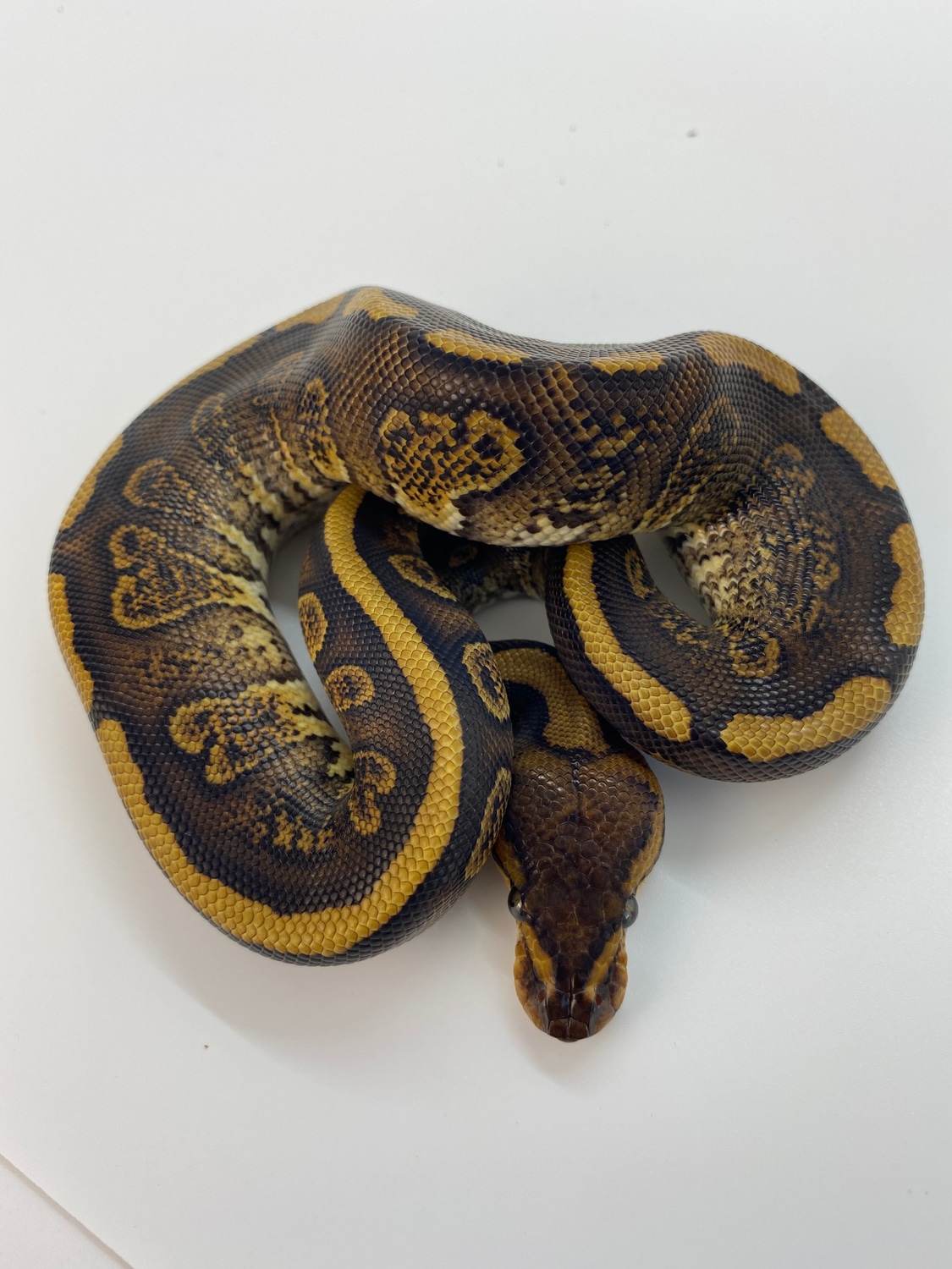 Astral Pythons's Collection MorphMarket