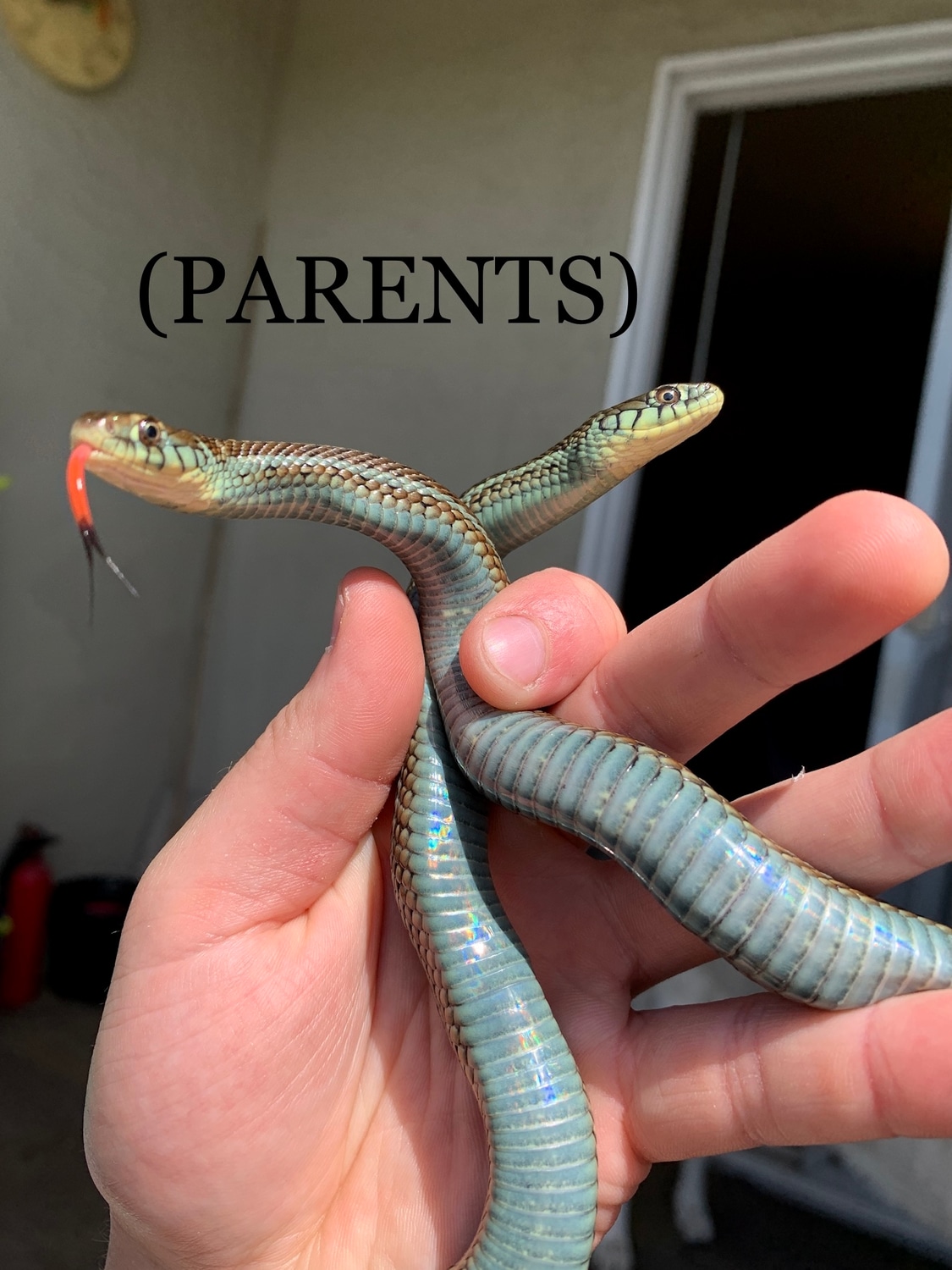 Lake Chapala Garter Snake by Centralian Exotics MorphMarket