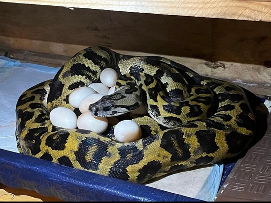 Borneo Bat Eater Rectic X Burmese Python by The Urban Angel Exotic